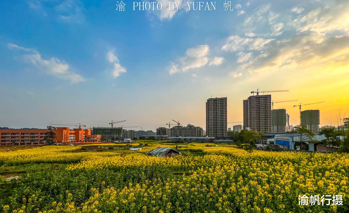 油菜花|重庆有座被菜花装扮的小城，不出城便能看到美景，窗外遍地流金