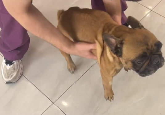 小哥花200从皮具店救下的法国斗牛犬，救下它后，才发现它不仅瘦还得了病