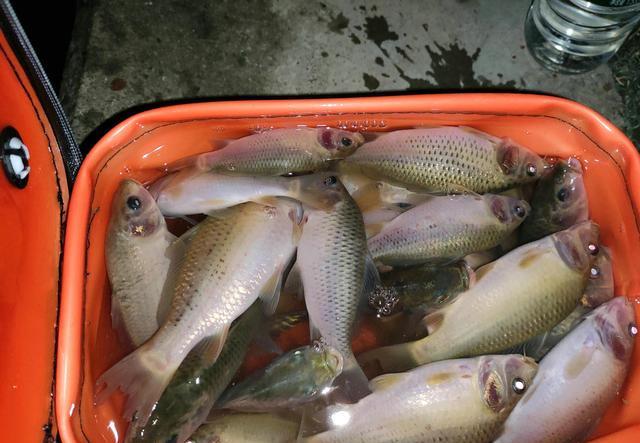 广州市|禾花鲤没人吃？广州河道禾花鲤泛滥，钓鱼人：河里全是这鱼