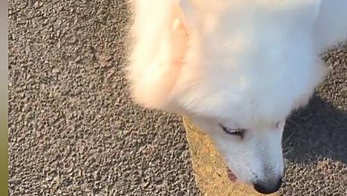 萨摩耶犬 萨摩耶减肥期间，跑进消防队狂炫10根火腿，蓝朋友：这狗赶紧领走