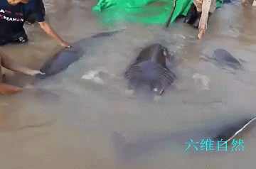 湄公河捕捉一条4米黄貂鱼,最大淡水鱼之一,想不到有如此巨型鱼
