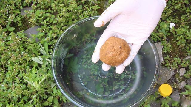 |夏季野钓草鱼,鲤鱼饵料配方,此款饵料比大多数商品饵还管用