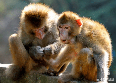 |在职场不甘心落后于同事，属猴人制定可行计划，不断努力超越