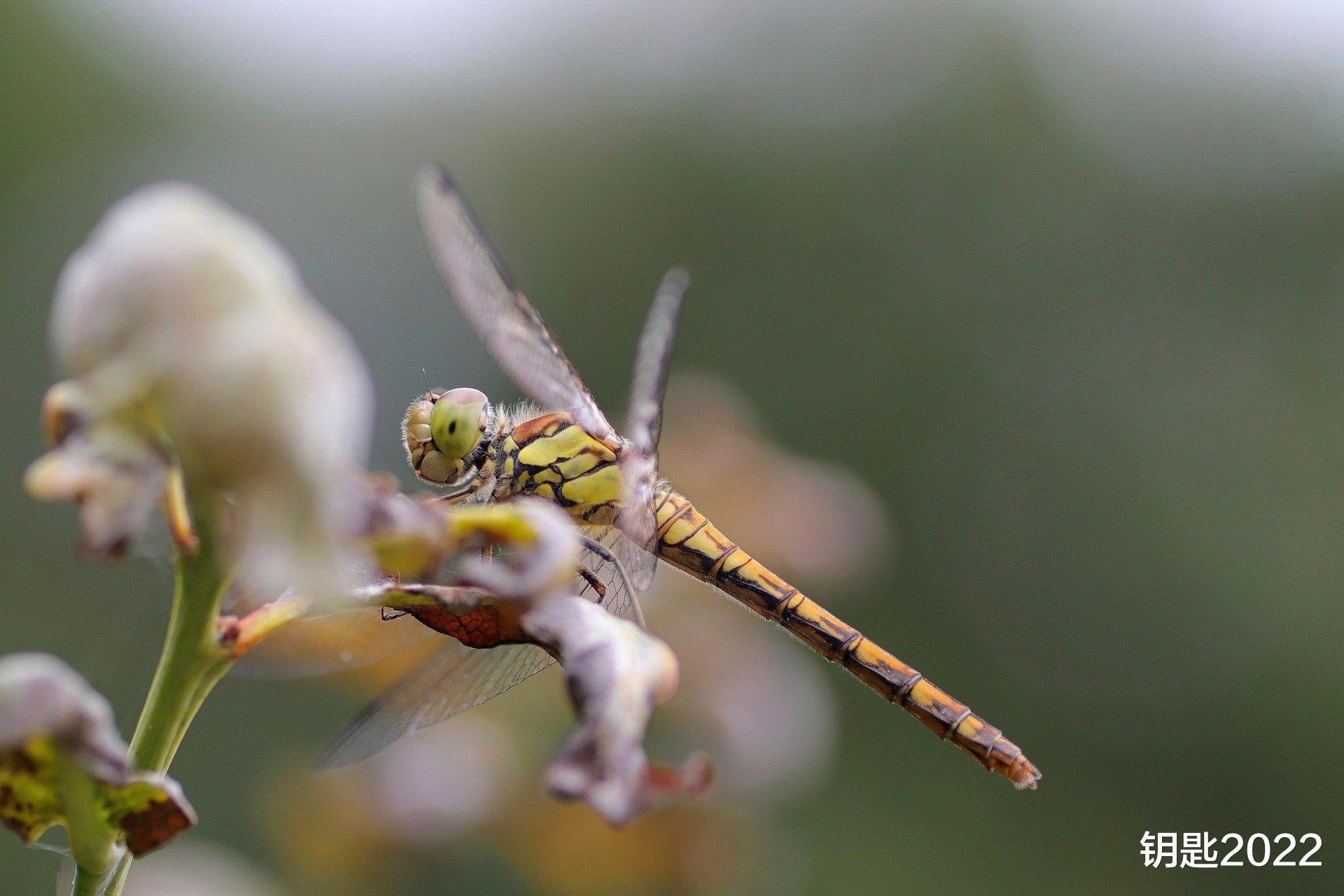 催收|未来，AI是否会代替人工催收？