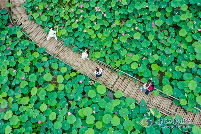 荷花|【花开乐山】峨眉双福荷花盛开