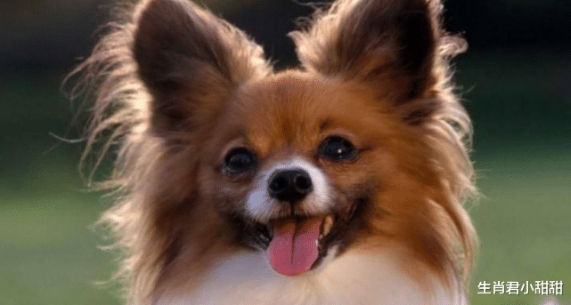 招聘|属狗人拼尽全力接住财运，未来几周发展顺风顺水，在职场乘风破浪