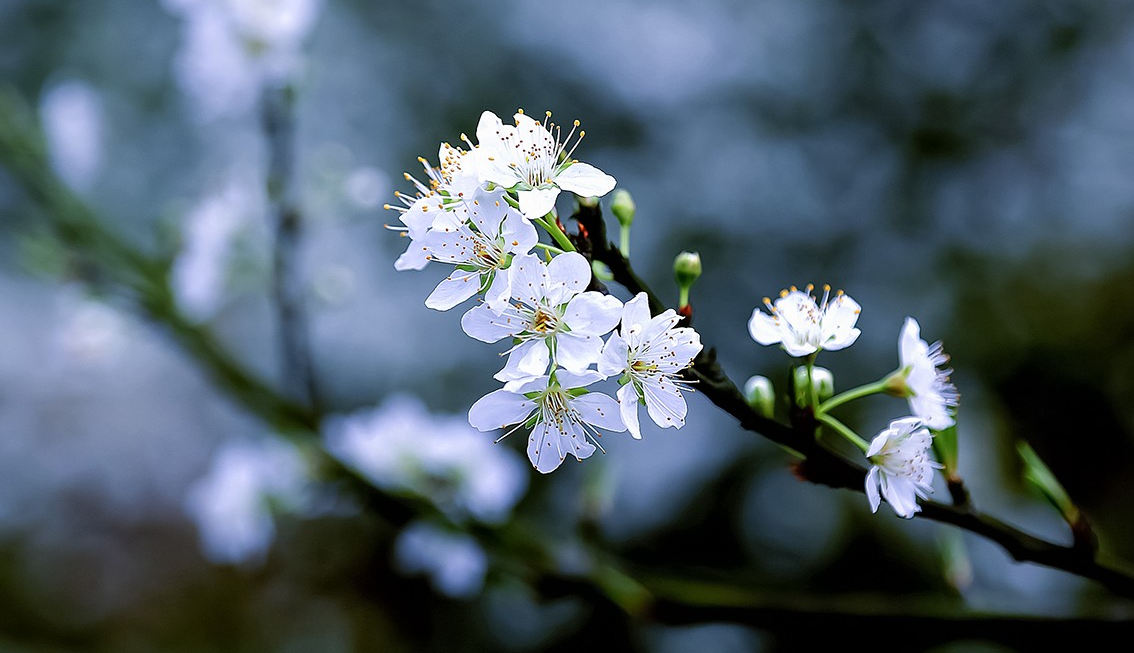 用摄影的方式,记录姹紫嫣红的春天,你喜欢这些照片吗?