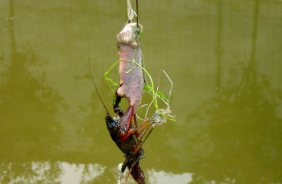 |钓鱼的时候除了鱼你们还钓上来过啥