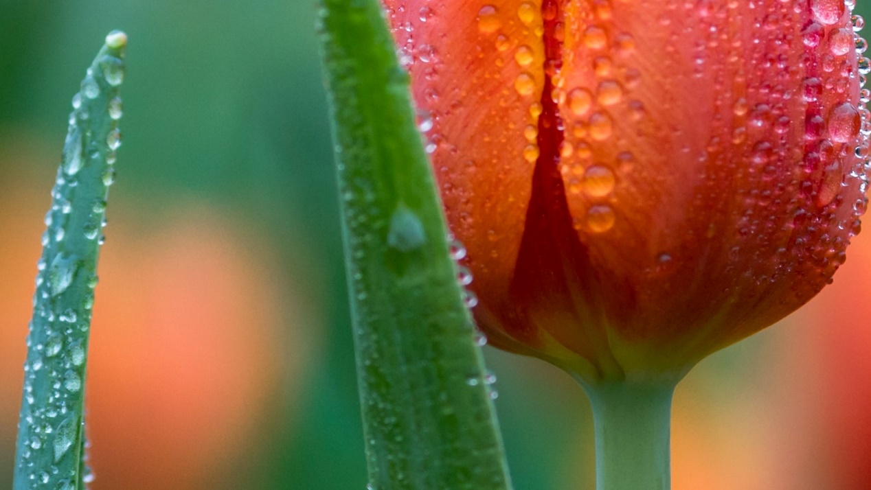 生肖|近期，四大星座财运回归，大走财运，收入节节高升