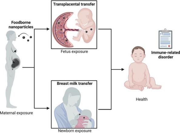 科学家发现纳米技术可能使婴儿更容易过敏
