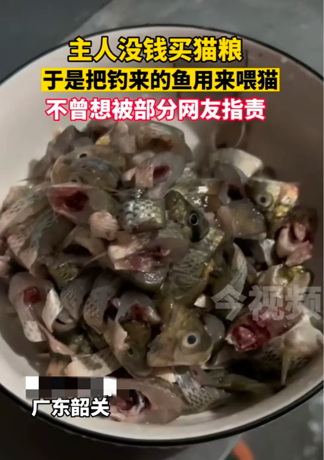 广东一女子给猫喂鱼,却遭部分网友网暴,声称宠物猫不能吃淡水鱼!