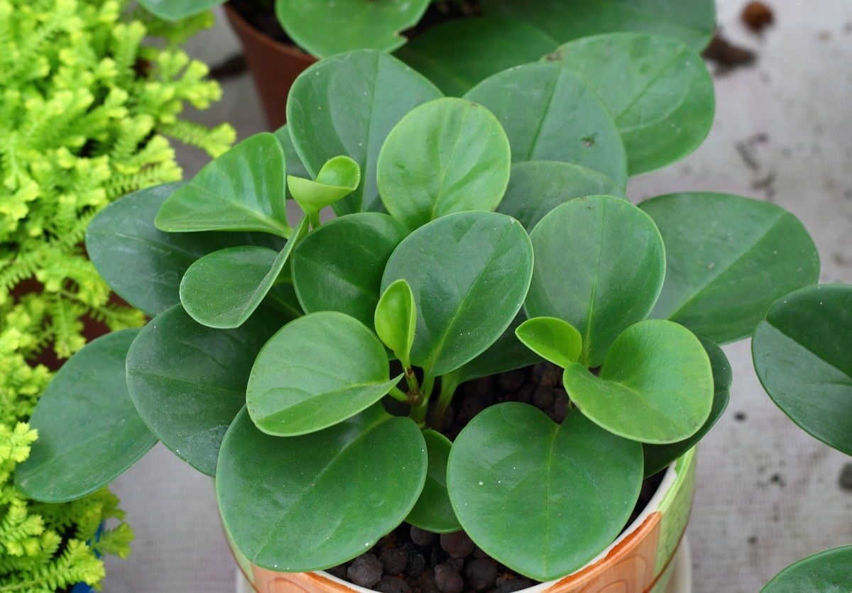 家居装饰中具有较高价值的小型观赏植物——豆瓣绿