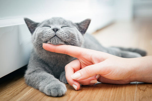 养猫比养狗多要费钱，美容的原则又是什么
