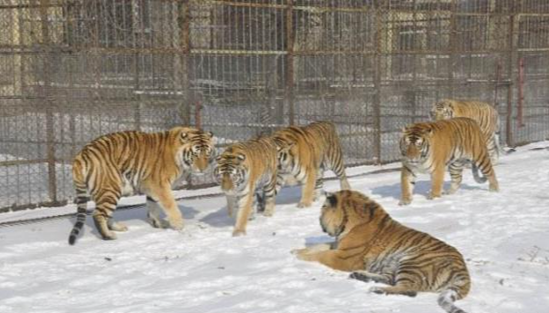 |哈尔滨必游七大景点排名，中央大街排第一名