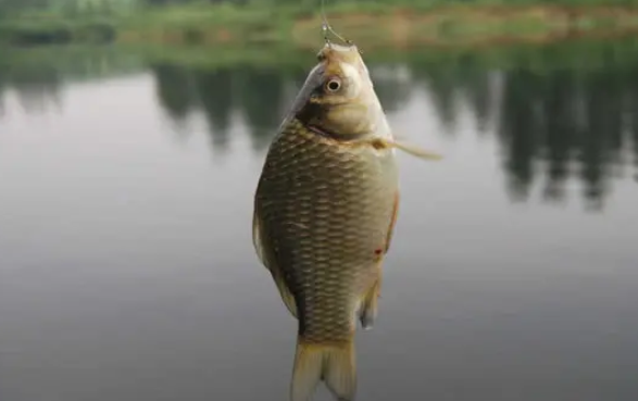 银行|钓鱼的乐趣是什么？我觉得是“乐不思蜀”