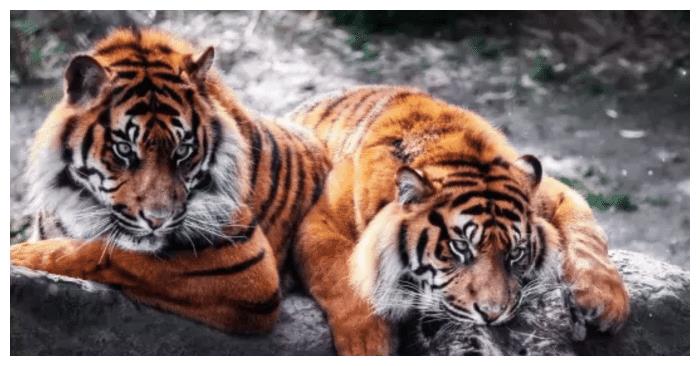 |近期遇到糟心事很正常，调整心态积极应对才明智，属虎人就深知这一点