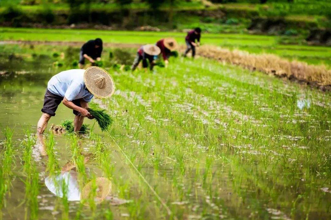 李佳琦|在农业生产过程中应用物联网技术