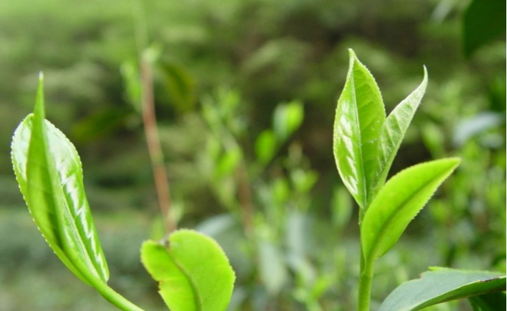 |泡茶直接倒开水?难怪不好喝!学会3招,不管泡啥茶都甘醇好喝