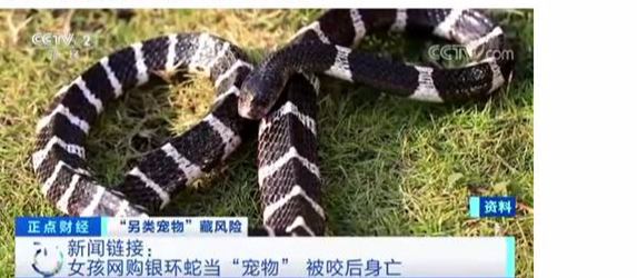 银环蛇是中国最毒的毒蛇吗?它们咬一口就致命,银环蛇只能排第三