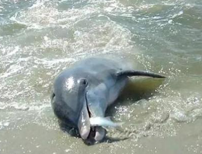 海豚“浑水摸鱼”的鼻祖,野外帮人类捕鱼