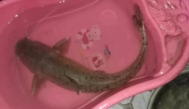 饵料|钓到长着“白胡子”的鲶鱼？那是芝麻剑！号称“牢底坐穿鱼”