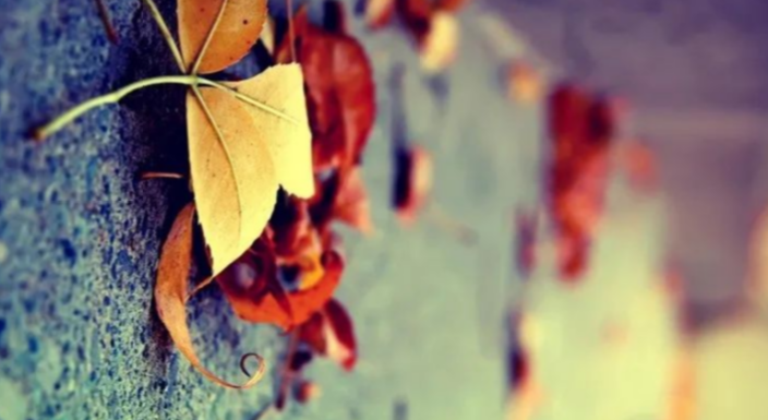 生肖|乙丑日生的生肖