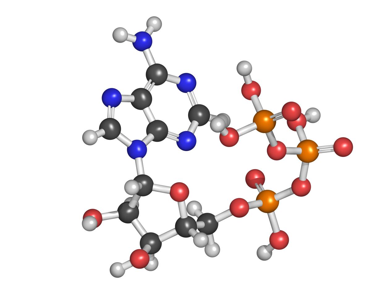 【宜善医学】酵解——癌细胞的生物能量学特征