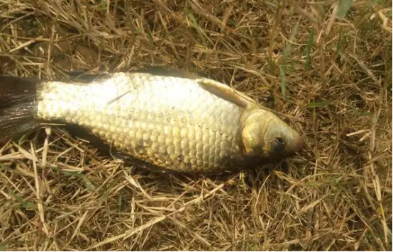 清明节|清明到谷雨，野钓前先看天，爆护秘诀就在其中，遇到别错过