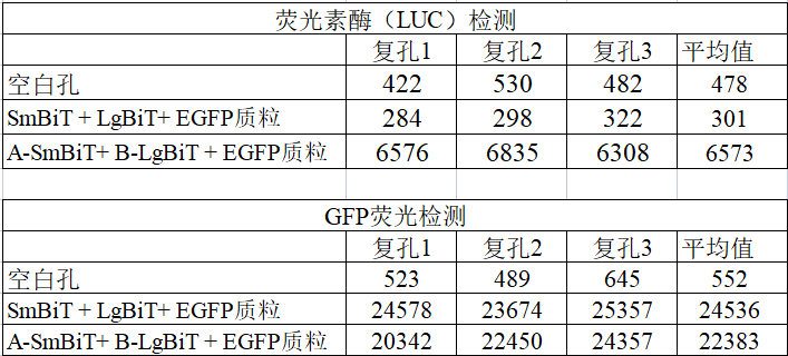 蛋白互作的多种检测方法介绍 ——NanoBiT、Pull Down和CoIP实验