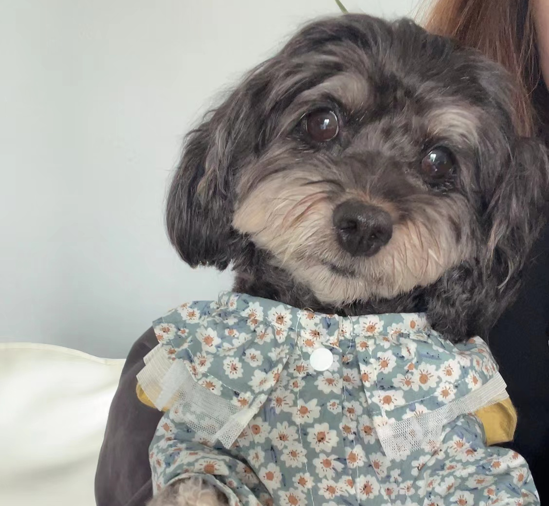 雪纳瑞犬 雪纳瑞美容前后|论修毛对颜值影响有多大