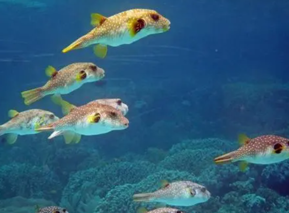 外形可爱却暗藏危机,在海里看见它赶紧跑!