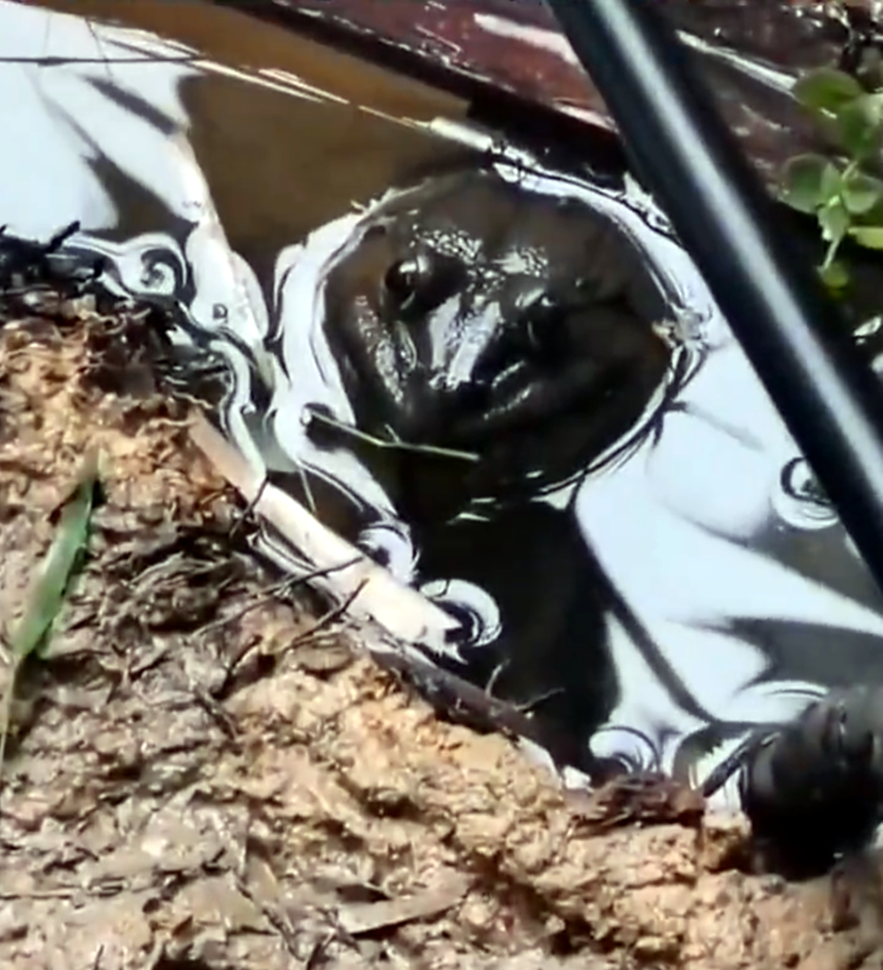 |钓鱼归钓鱼，不要把自己搞到牢里去了！男子钓鱼无口玩出了新花样