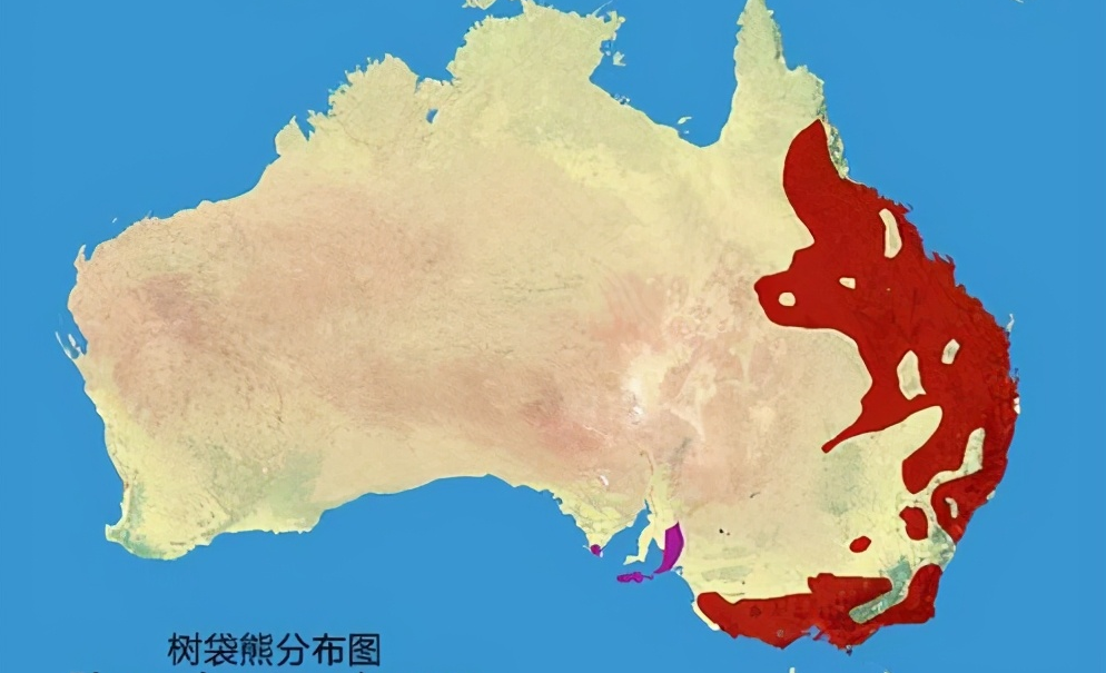 树袋熊:别看我很懒,但我也有技能包,比如可以拉出方形的便便