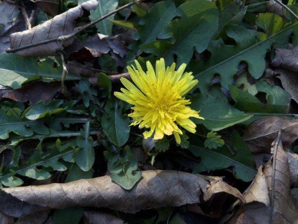 狮子|往后1天，掩于岁月，两心重逢，此爱不变，余生恩爱相随