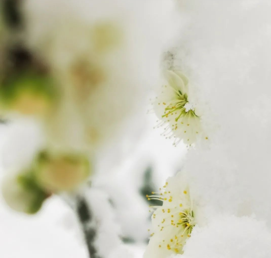 |时光回忆——三月份的雪，当春雪与春花的邂逅