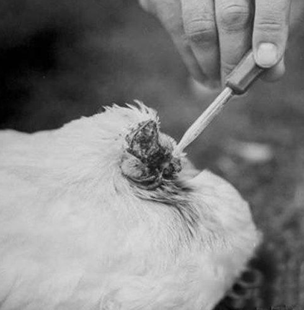 传奇无头鸡:被砍掉了脑袋,为什么还能一直活着?