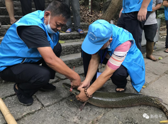 鳄雀鳝刷屏的背后是被重视的外来物种入侵
