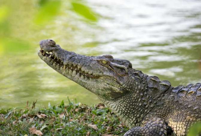 古镇|到泰国访问，或旅游的人，差不多都要去看一看著名的北榄鳄鱼湖