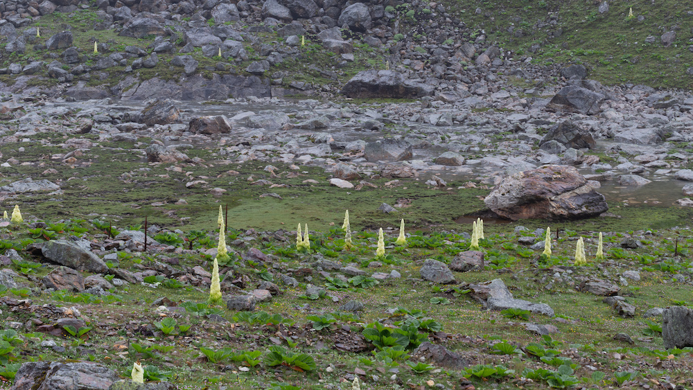 云南|川藏线上的“大白菜”为什么没人敢摘?老司机:摘了你就摊上大事了