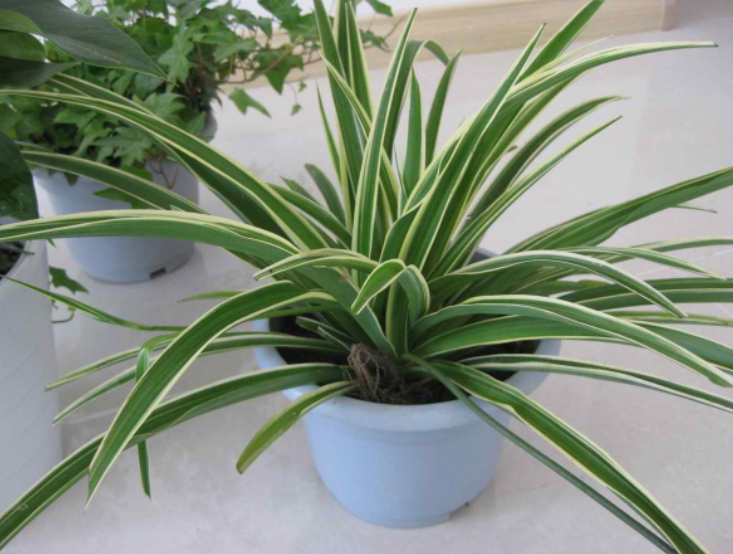 房间通风采光不好就不能养花了吗？这4种可以帮你解决问题