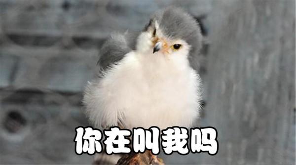 长着呆萌可爱的脸,做着凶猛的事,这种毛茸茸的小鸟表里不一