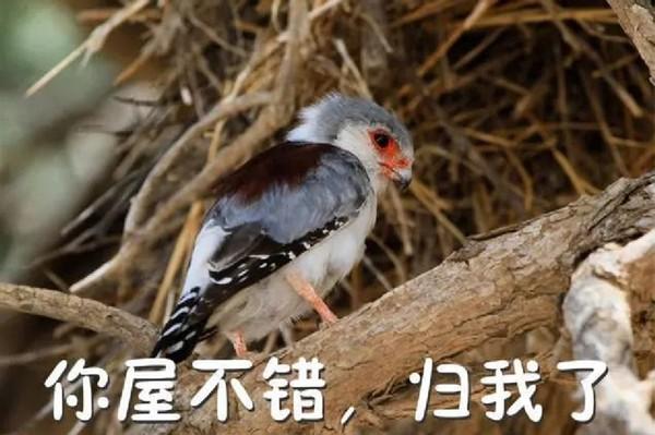 长着呆萌可爱的脸,做着凶猛的事,这种毛茸茸的小鸟表里不一