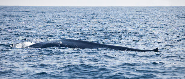 世界上最大的蓝鲸是哪种？看完你就知道了