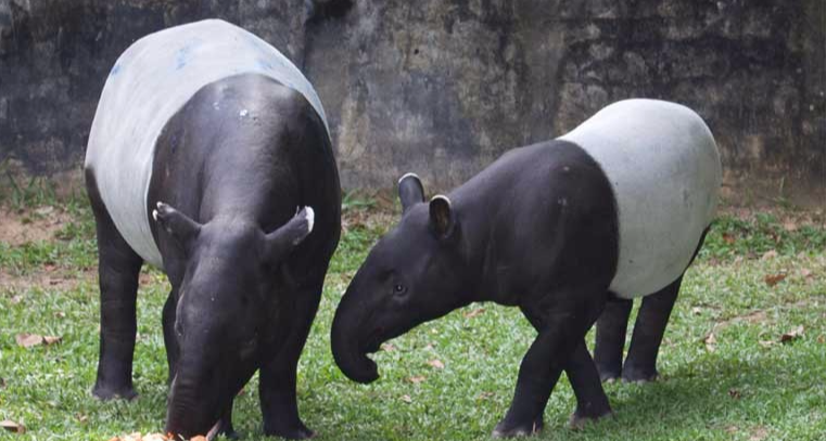 马来西亚国宝级动物，长相似大象和犀牛的后代，要泡水里才敢拉屎