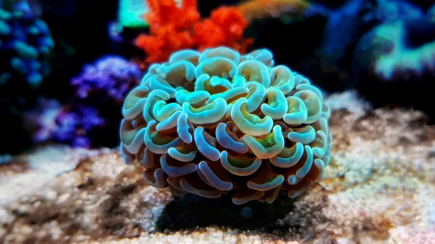 水中微生物和地球生物有多大的关系?