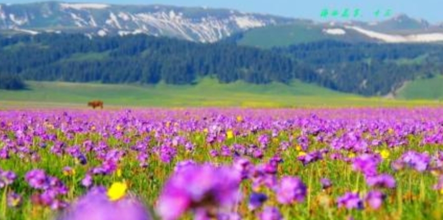 美丽|新疆天山红花，美丽景色，你会动心吗？