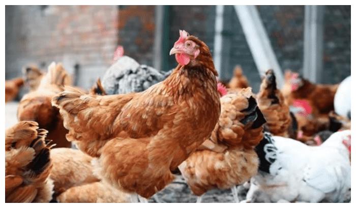 移动游戏|近期早起的鸟儿有虫吃，输在起跑线上又如何？属鸡人会努力后来者居上