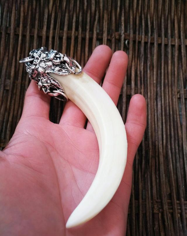 百度首页 宇智睿睿 野猪通常都长有两个弯弯的大牙,到底有什么作用呢