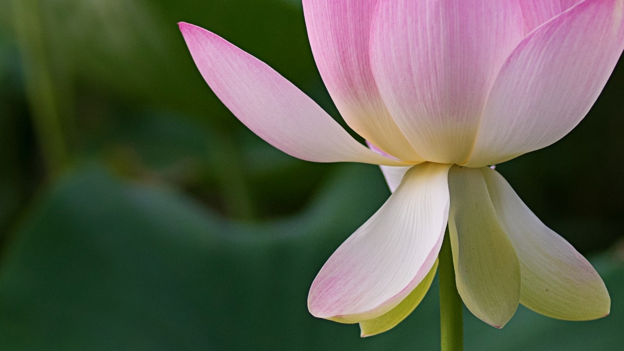 巨蟹座|熬过22天，四大星座禄星化禄，天赐好运，句句入心