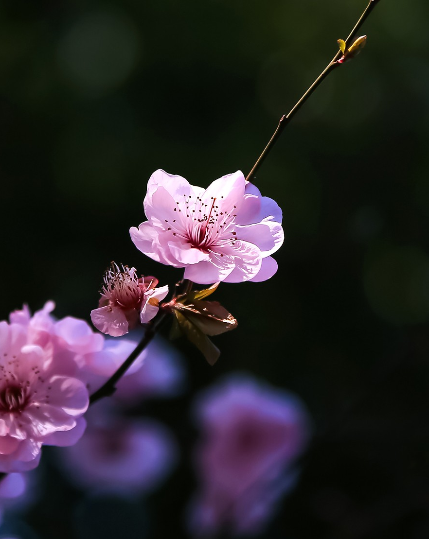 用摄影的方式,记录姹紫嫣红的春天,你喜欢这些照片吗?